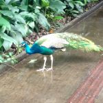 Parque Zoobotânico e Orquidário Municipal de Santos