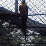 Parque Zoobotânico e Orquidário Municipal de Santos