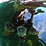 Projeto Tamar Ubatuba