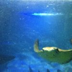 Aquário de Ubatuba
