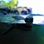 Aquário de Ubatuba
