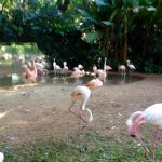 Parque das Aves