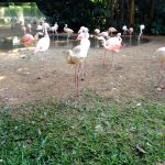Parque das Aves