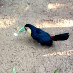 Parque das Aves