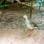 Parque das Aves