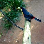 Parque das Aves