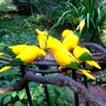 Parque das Aves