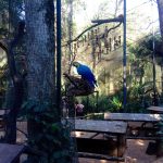 Parque das Aves