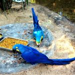 Parque das Aves