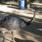 Zoo de Luján