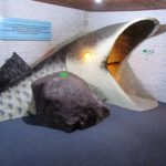 Acquario de Colonia del Sacramento