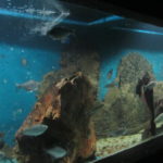 Acquario de Colonia del Sacramento
