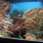 Acquario de Colonia del Sacramento
