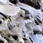 Desbravando as Américas