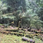 Parque Nacional Huerquehue