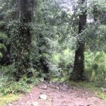 Parque Nacional Huerquehue
