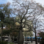 Plaza 25 de Mayo
