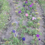 Parque San Carlos