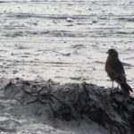 Mar del Plata - 67