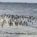 Punta Rasa