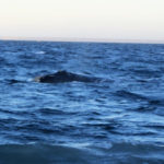 Puerto Madryn - 108