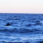 Puerto Madryn - 111