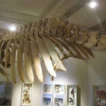 Puerto Madryn - 54