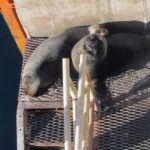 Puerto Madryn - 76