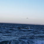 Puerto Madryn - 86
