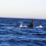 Puerto Madryn - 87