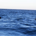 Puerto Madryn - 94