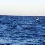 Puerto Madryn - 95