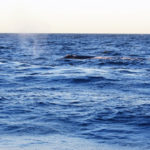 Puerto Madryn - 96