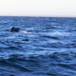Puerto Madryn - 99
