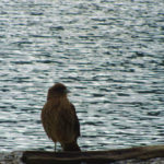 Lago acigami