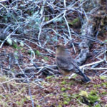 Parque Nacional Tierra del Fuego
