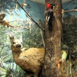 Museo de La Patagonia