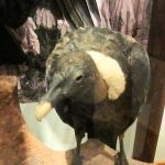 Museo de La Patagonia