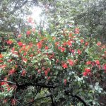Parque Nacional Los Arrayanes