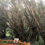 Parque Nacional Los Arrayanes