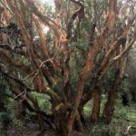 Parque Nacional Los Arrayanes