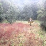 Parque Nacional Los Arrayanes
