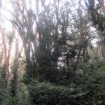 Parque Nacional Los Arrayanes