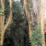 Parque Nacional Los Arrayanes