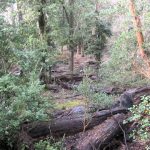 Parque Nacional Los Arrayanes