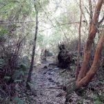 Parque Nacional Vicente Pérez Rosales