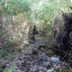 Parque Nacional Vicente Pérez Rosales