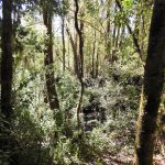 Parque Nacional Vicente Pérez Rosales