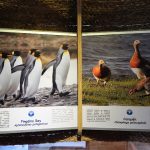 Galeria Sur Vivo