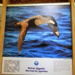 Galeria Sur Vivo